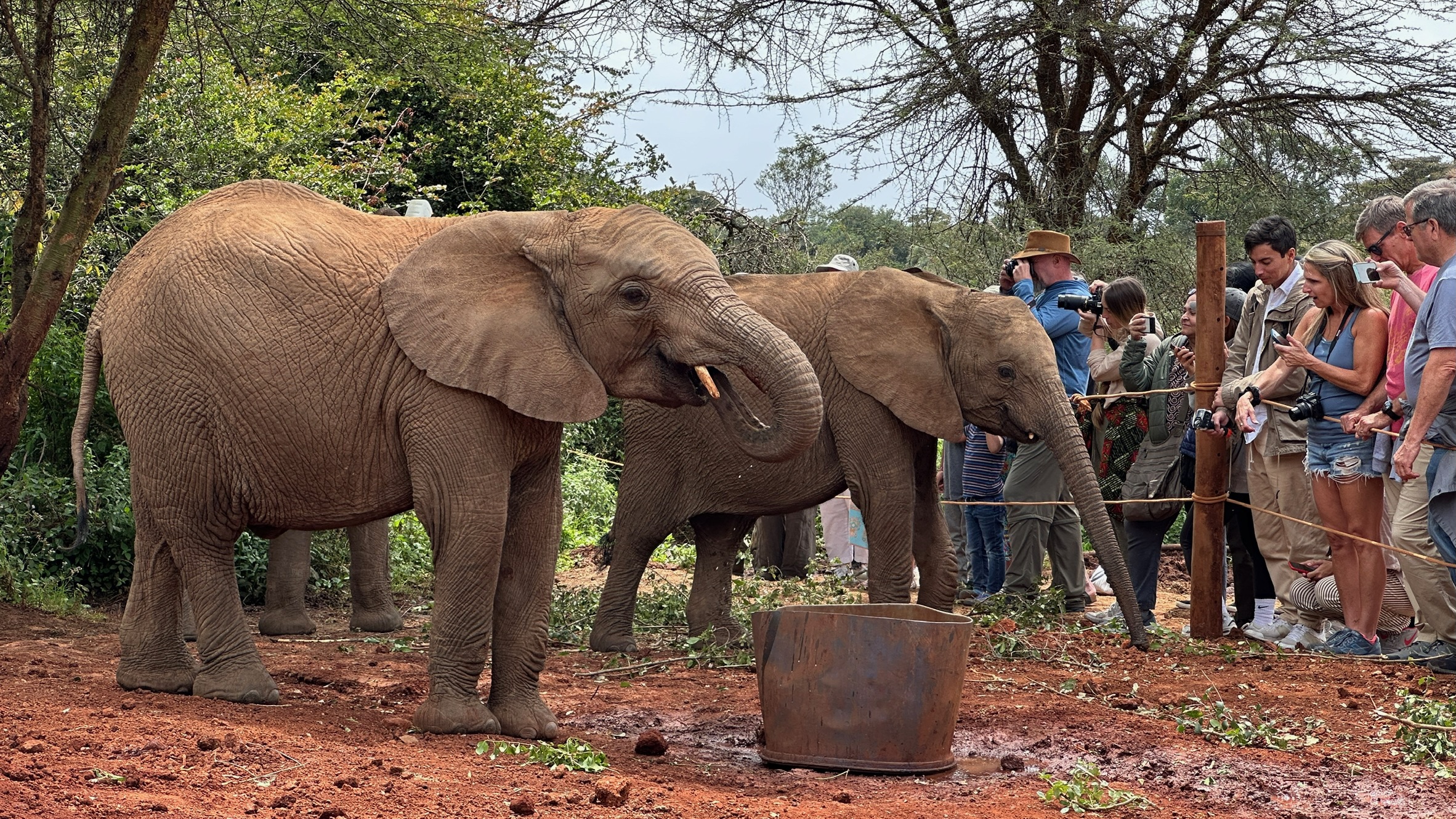 Elephants at the Elephant Orphanage Nairobi
